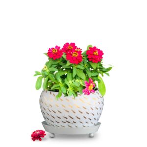 Golden Planter Bowl with Saucer | Flower Planter for Home